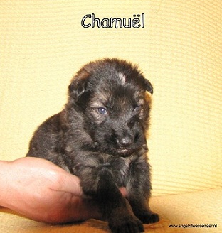 Chamuël